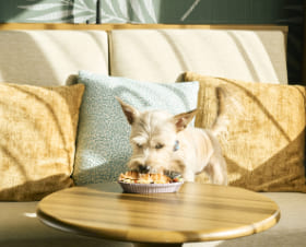 【ワンちゃんとリゾートステイ】愛犬と一緒にシェラトンステイ♪素泊り